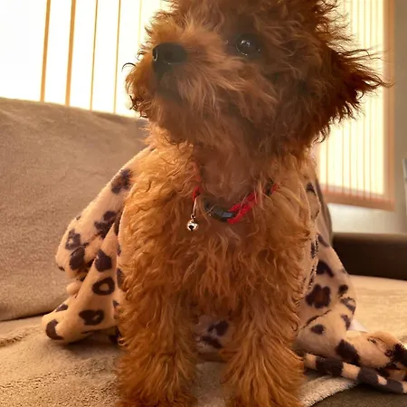 Stefaniya アパート *