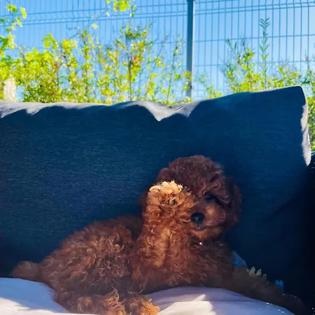 Stefaniya Σωζόπολη